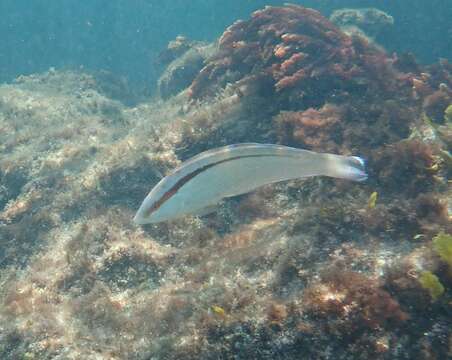 Image of King wrasse