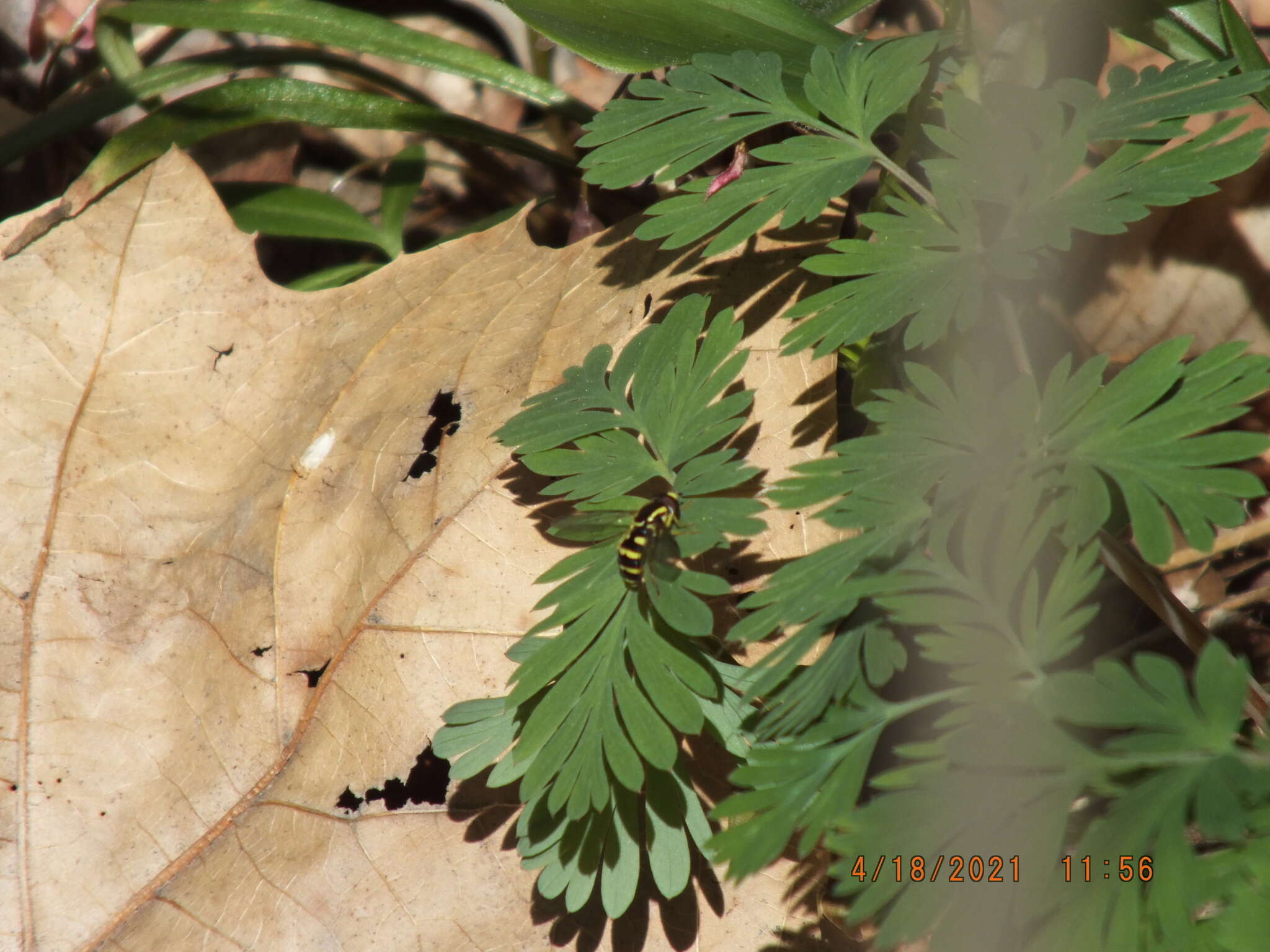 Xanthogramma flavipes (Loew 1863) resmi