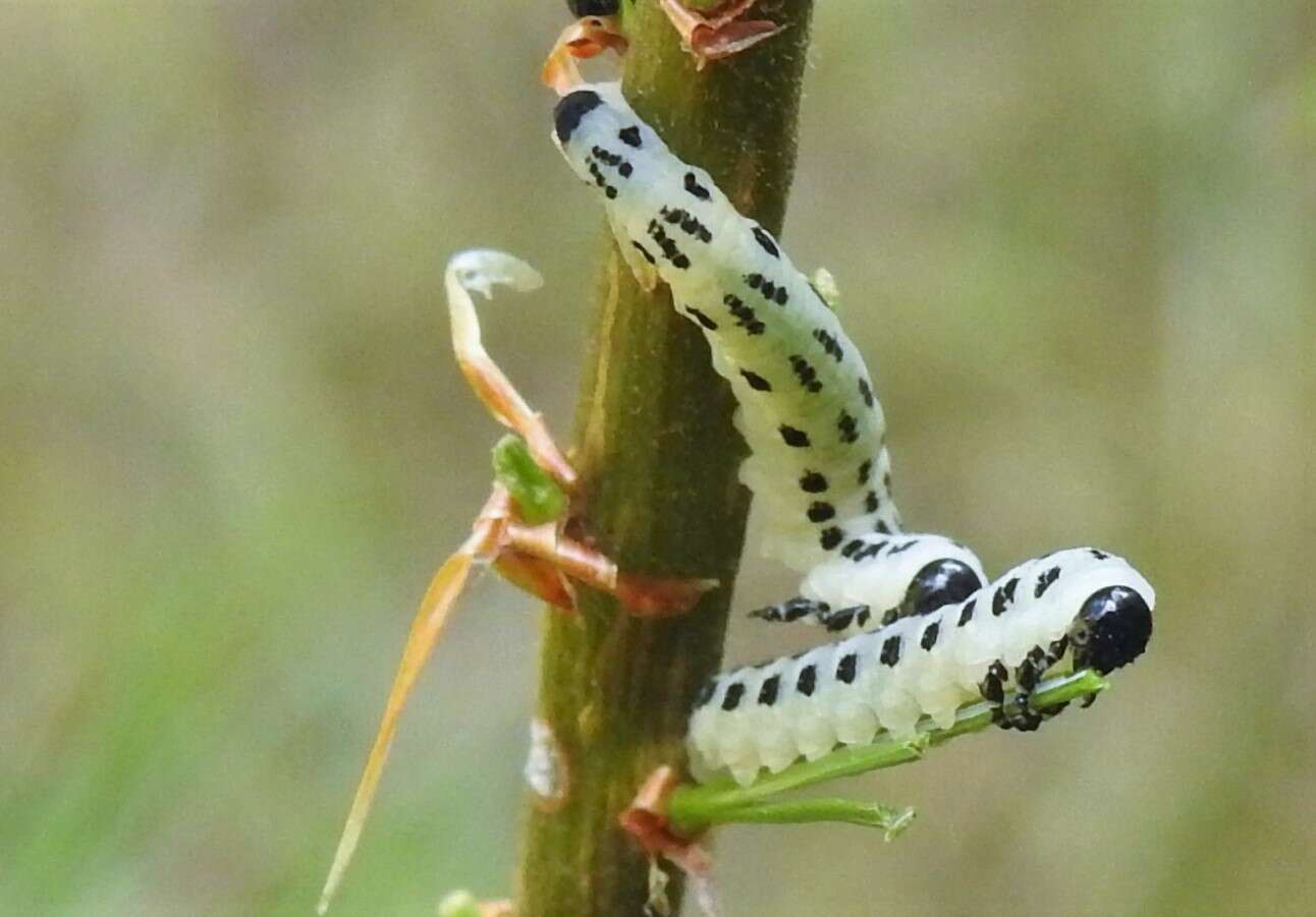 Image of White Pine Sawfly