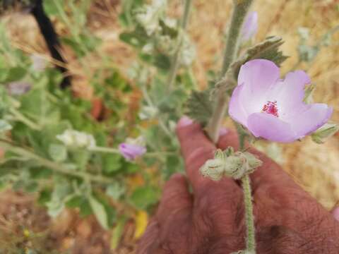 Image of monarch bushmallow