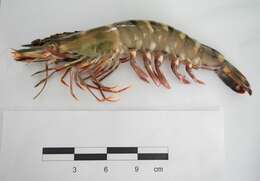 Image of Black tiger shrimp