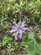 Image of wild bergamot