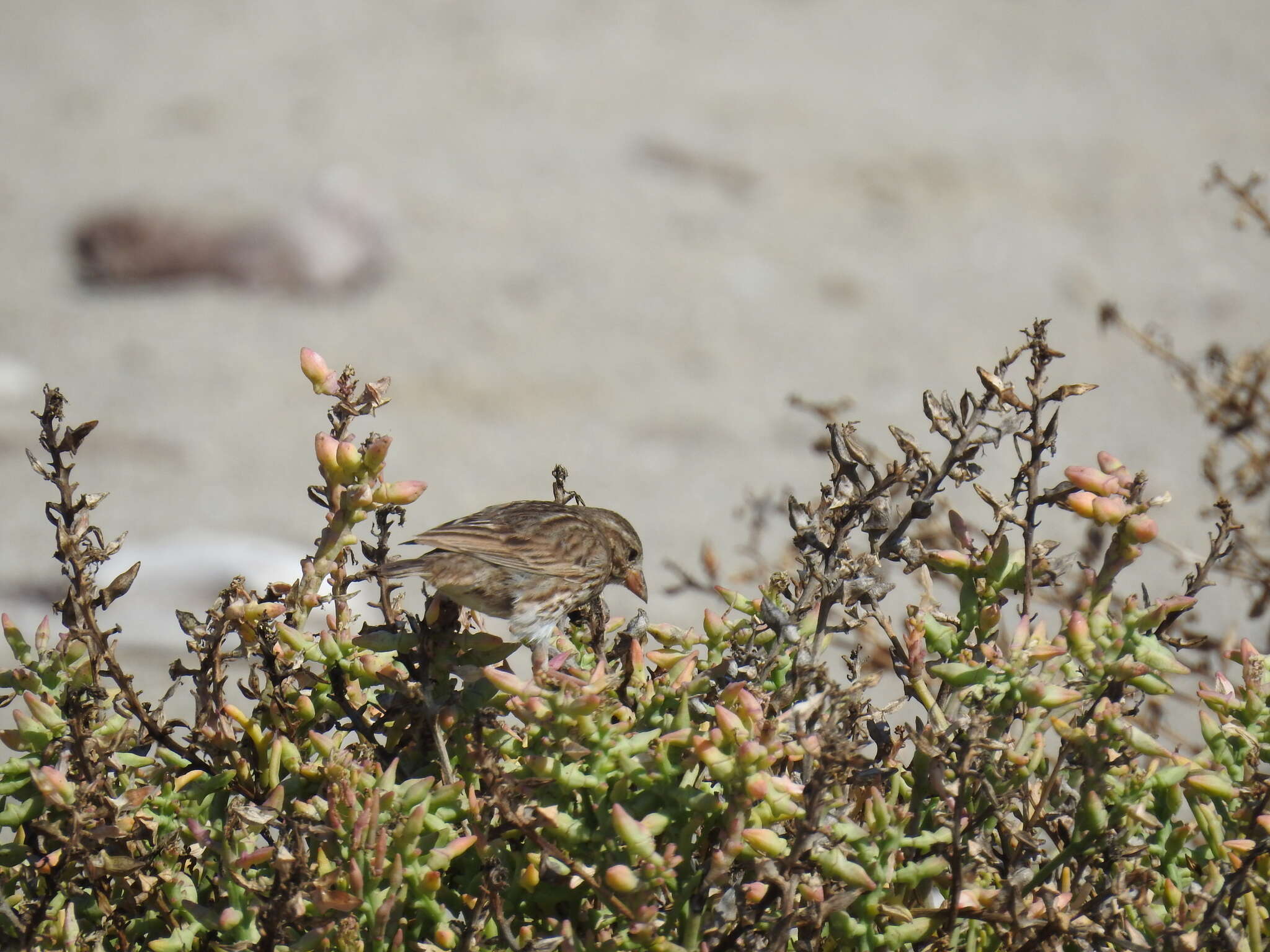 Passerculus sandwichensis rostratus (Cassin 1852) resmi