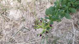 Image of Scrophularia frutescens L.