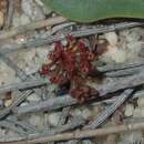 صورة Drosera stolonifera subsp. humilis (Planch.) N. Marchant