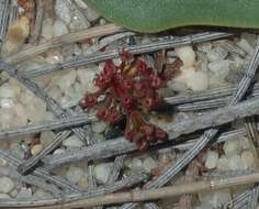 Image de Drosera stolonifera subsp. humilis (Planch.) N. Marchant