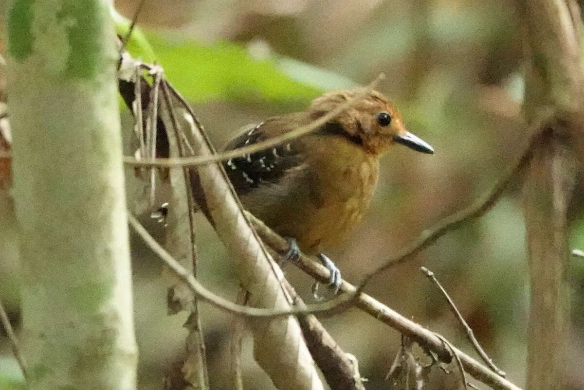 Image of Willisornis Agne & Pacheco 2007