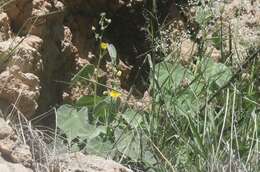 Image of yellowflower Indian mallow