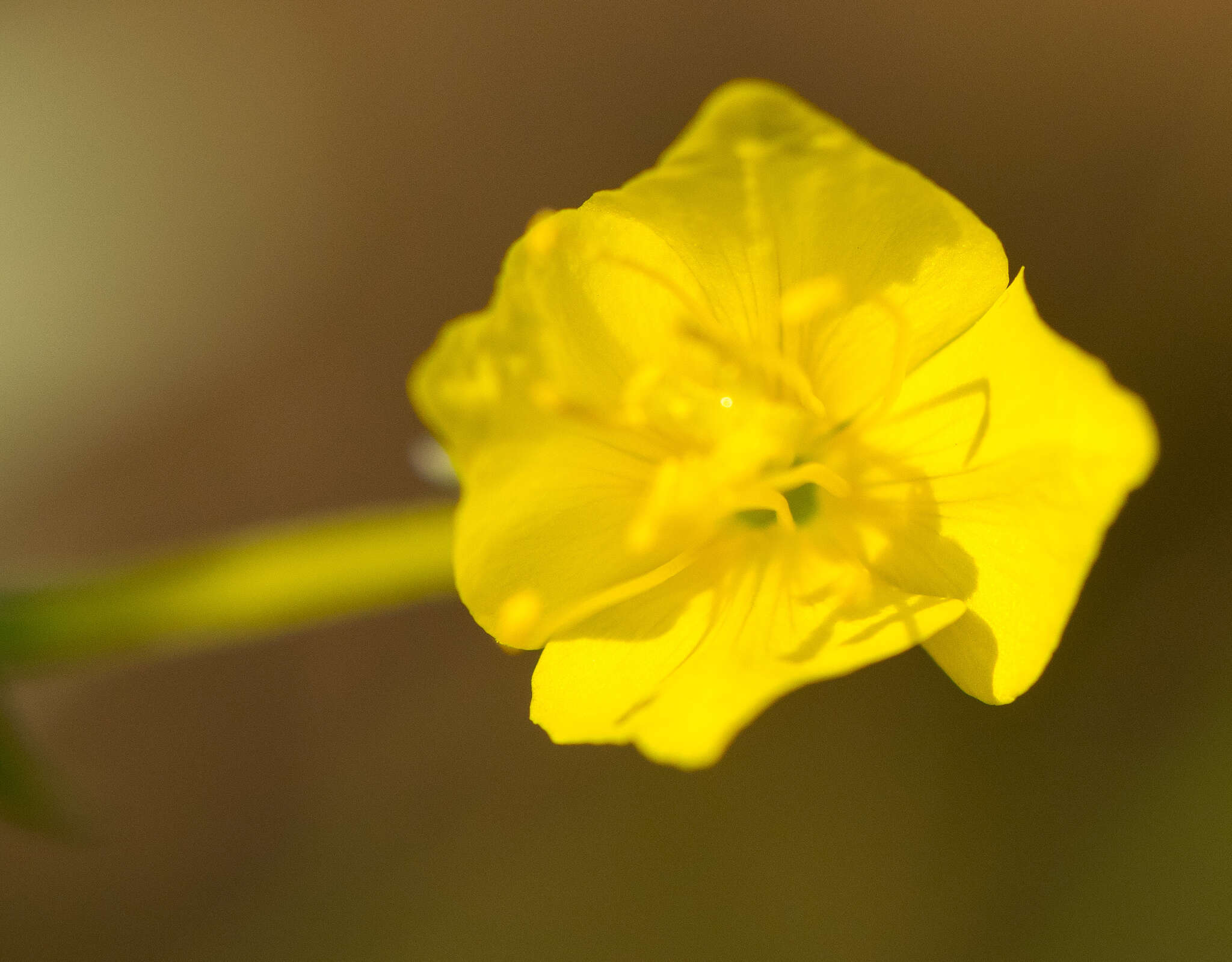 Imagem de Oenothera clelandii W. Dietrich, P. H. Raven & W. L. Wagner