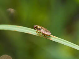 Imagem de Platycheirus quadratus (Say 1823)