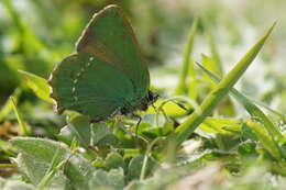 Plancia ëd Callophrys rubi (Linnaeus 1758)