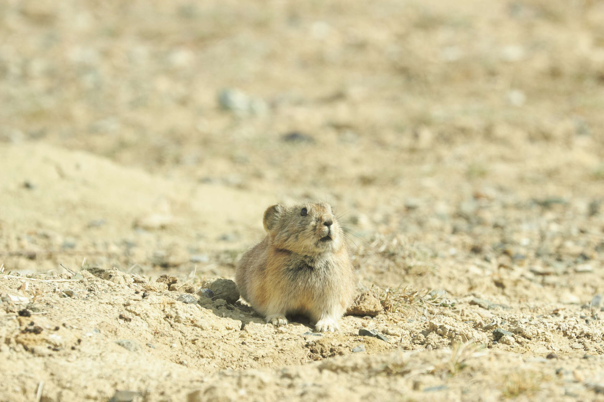 Image of Pallas’s Pika