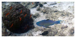 Image of Bicolor Parrotfish