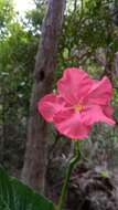 Imagem de Pachypodium windsorii Poiss.