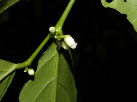 Image of <i>Gloeospermum diversipetalum</i> L. O. Williams