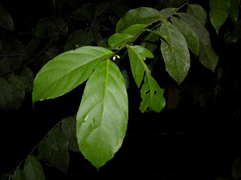 Image of <i>Gloeospermum diversipetalum</i> L. O. Williams