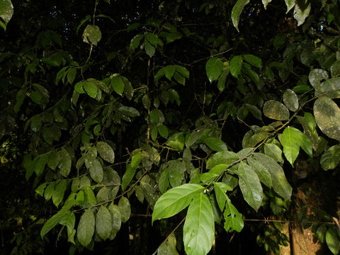 Image of <i>Gloeospermum diversipetalum</i> L. O. Williams