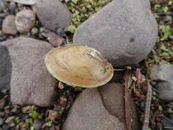 Image of Atlanticoncha ochracea