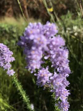 Image of Pseudoselago verbenacea (L. fil.) O. M. Hilliard