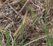 Image of Wyoming Toothpick Grasshopper