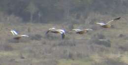 Image of Ruddy-headed Goose