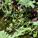 Image of fourleaf peperomia