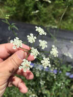 Image of spreading hedgeparsley