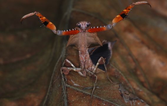 Image of Dead Leaf Mantis