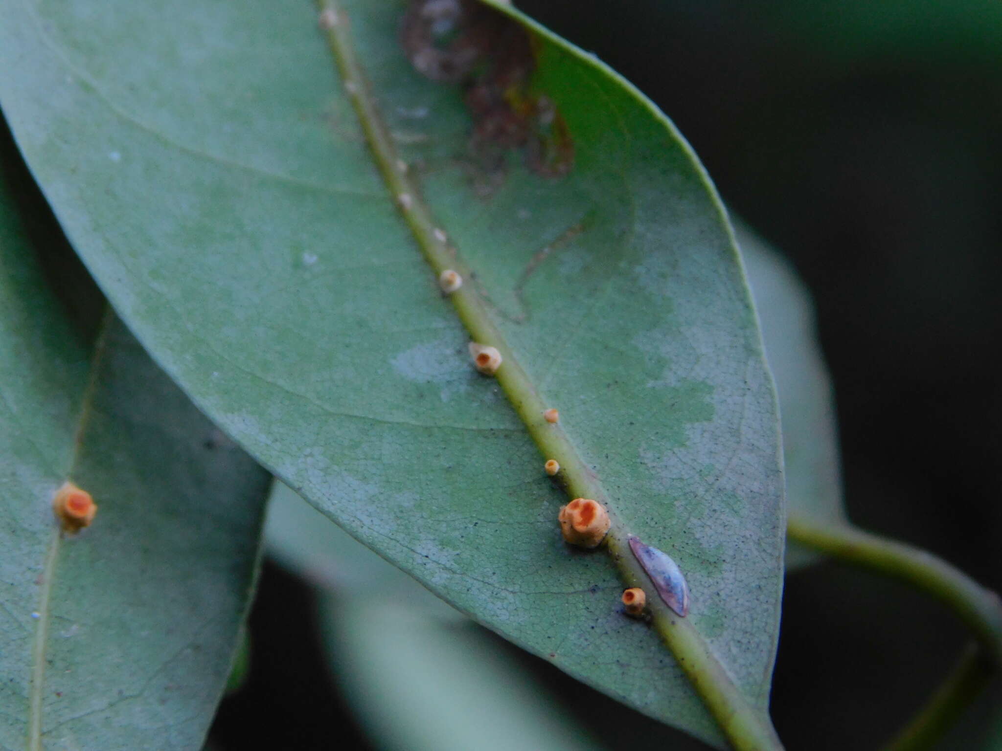 Moelleriella epiphylla (Massee) P. Chaverri & K. T. Hodge 2008 resmi