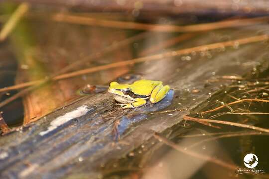 Image of Slender Tree Frog