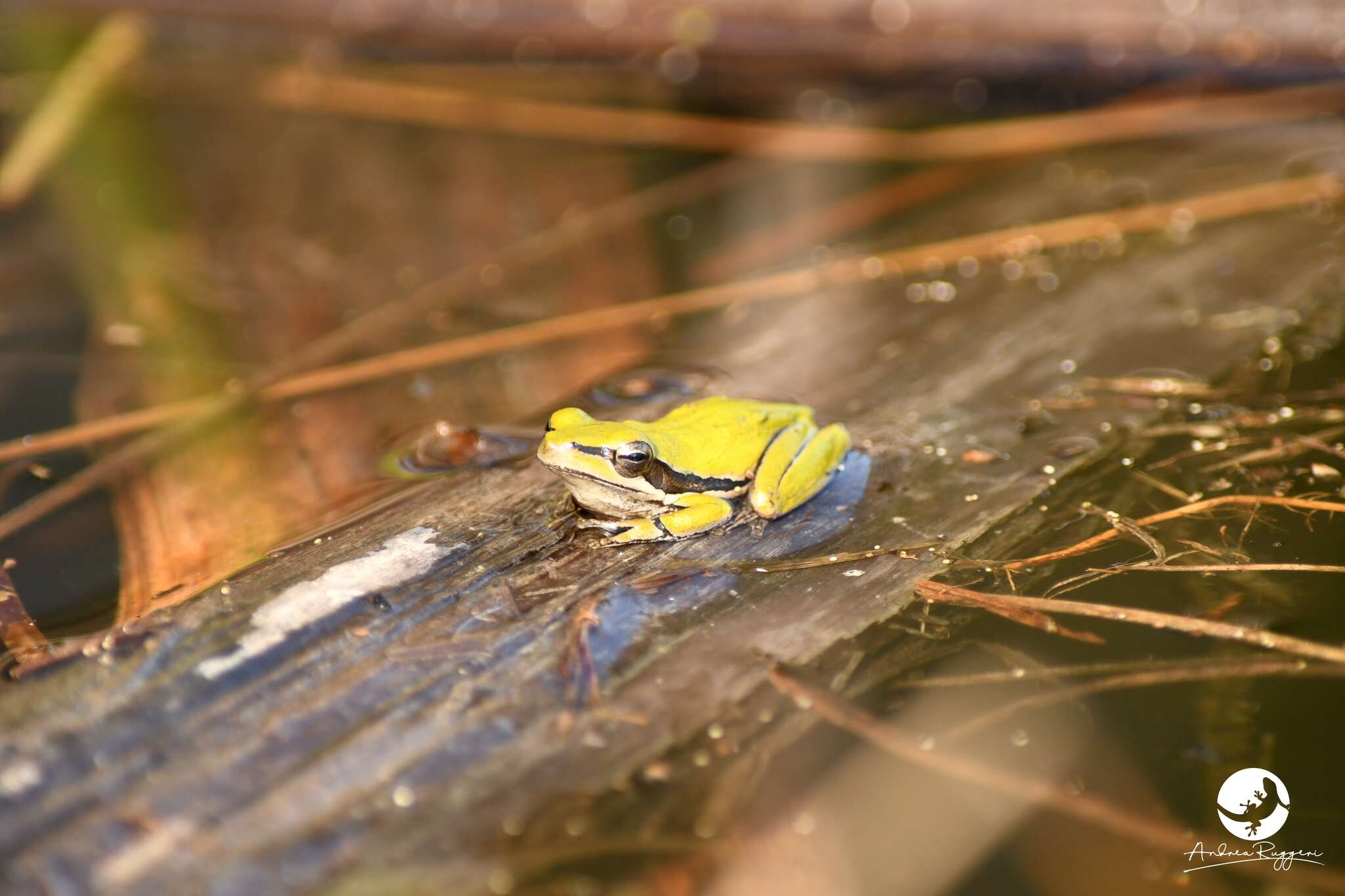 Imagem de Litoria adelaidensis (Gray 1841)