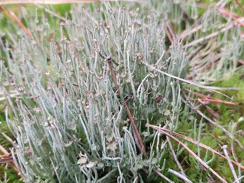 Image of Cladonia gracilis subsp. gracilis