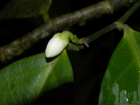 Image of <i>Gloeospermum diversipetalum</i> L. O. Williams