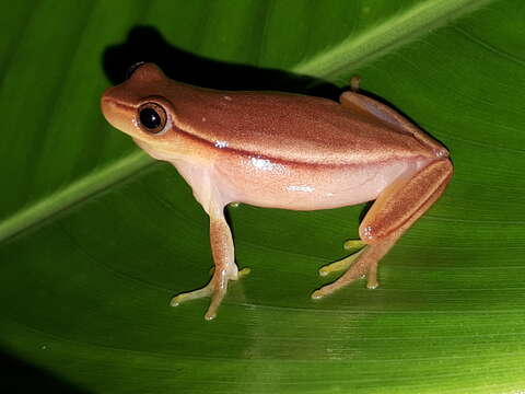 Image of Dendropsophus anataliasiasi (Bokermann 1972)