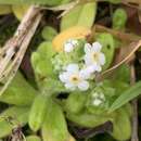 Plancia ëd Myosotis maritima Hochst. ex Seub.