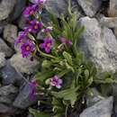 Imagem de Primula cusickiana var. nevadensis (N. H. Holmgren) N. H. Holmgren & S. Kelso