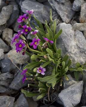 Imagem de Primula cusickiana var. nevadensis (N. H. Holmgren) N. H. Holmgren & S. Kelso