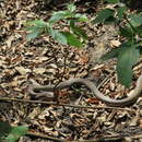 Image of Coluber constrictor latrunculus Wilson 1970