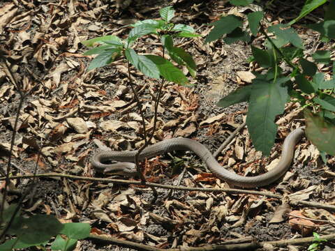 Image de Coluber constrictor latrunculus Wilson 1970