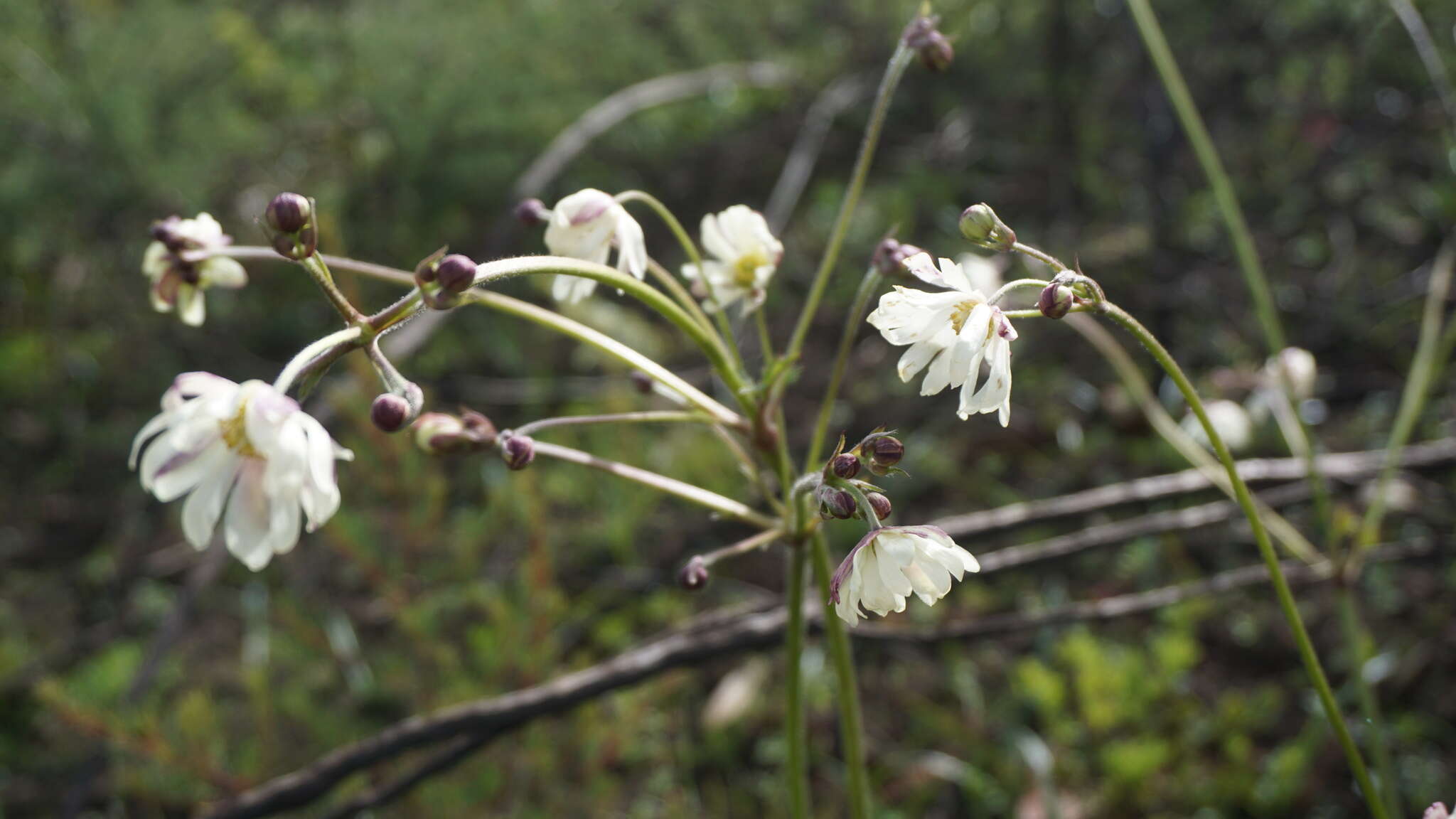 Plancia ëd Knowltonia anemonoides H. Rasmussen