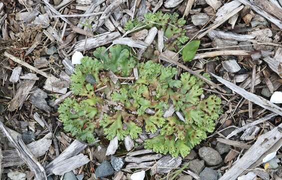 Marchantia berteroana Lehm. & Lindenb. resmi