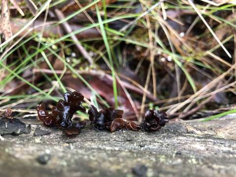 Image of Phaeotremella fimbriata (Pers.) Spirin & Malysheva