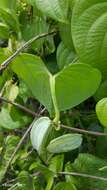 Image of Dioscorea buckleyana Wilkin