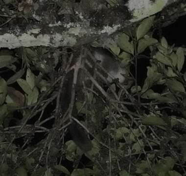 Image of Crossley's Dwarf Lemur