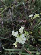 Слика од Biscutella auriculata L.