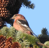 Image of Two-barred Crossbill