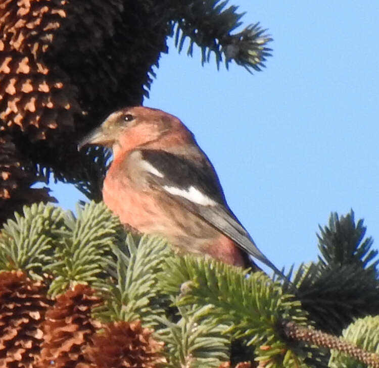 Image of Two-barred Crossbill