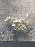 Image of Graptopetalum paraguayense (N. E. Brown) Walther