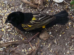 Image of Yellow Bishop