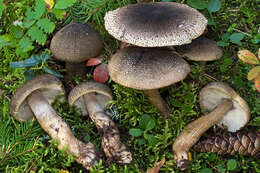 Tricholoma olivaceotinctum Heilm.-Claus. & Mort. Chr. 2009的圖片